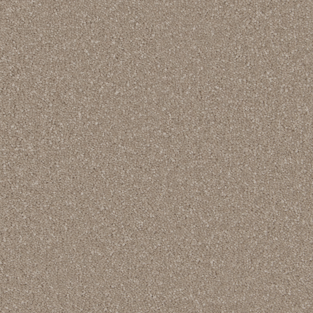 Sensation - Ammonite